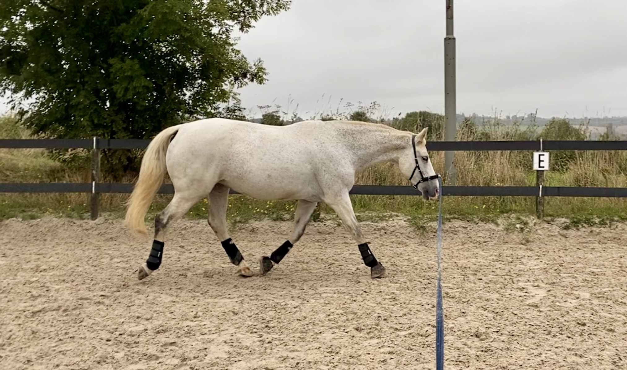 Ganganalyse Adspektion Pferdeosteopathie Physiotherapie für Pferde Voss Celle