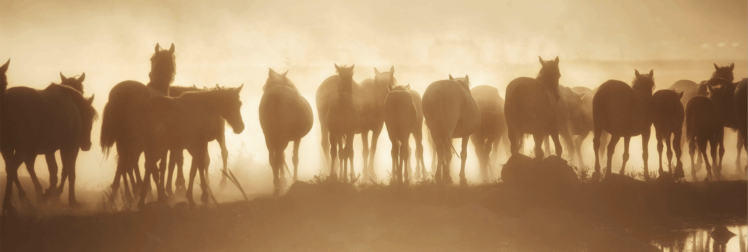 Pferdeosteopathie Physioherapie für Pferde Helen Voss Hannover
