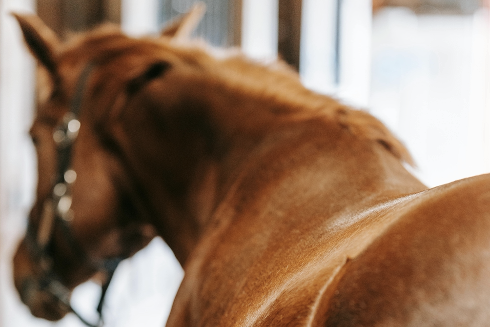 Schmerz verstehen Pferdephysiotherapie Voss