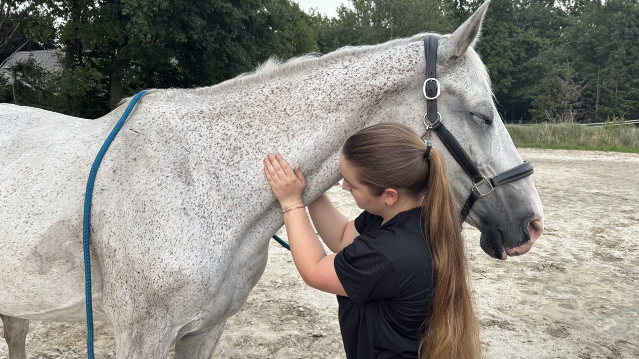 Pferdeosteopathie Pferdephysiotherapie Termin Terminvereinbarung Hannover Voss