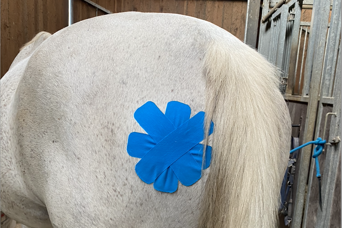 Tapeanlagen Pferdetaping Behandlung Pferdephysiotherapie Voss Hannover