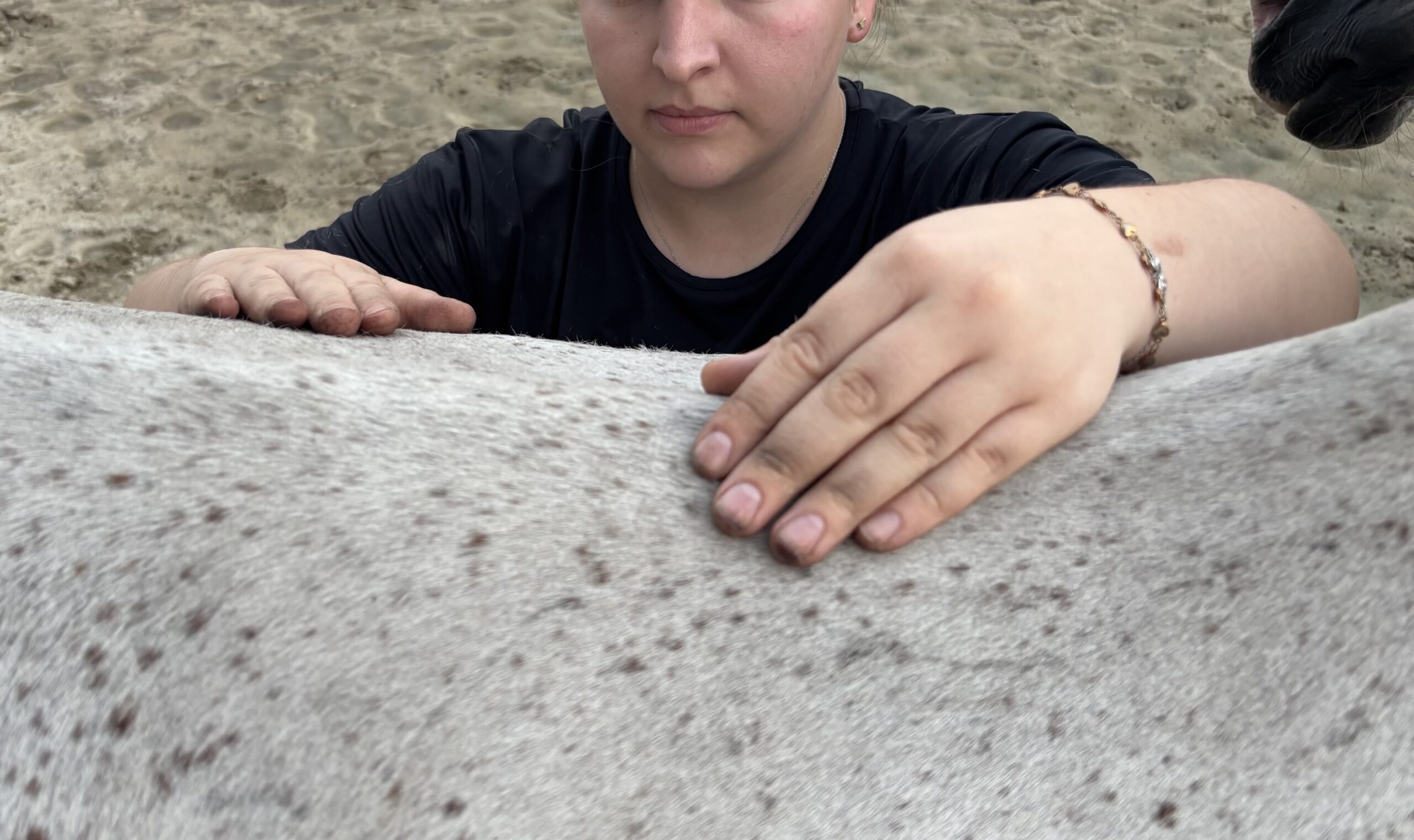 Behandlungstechnik Pferdeosteopathie Celle