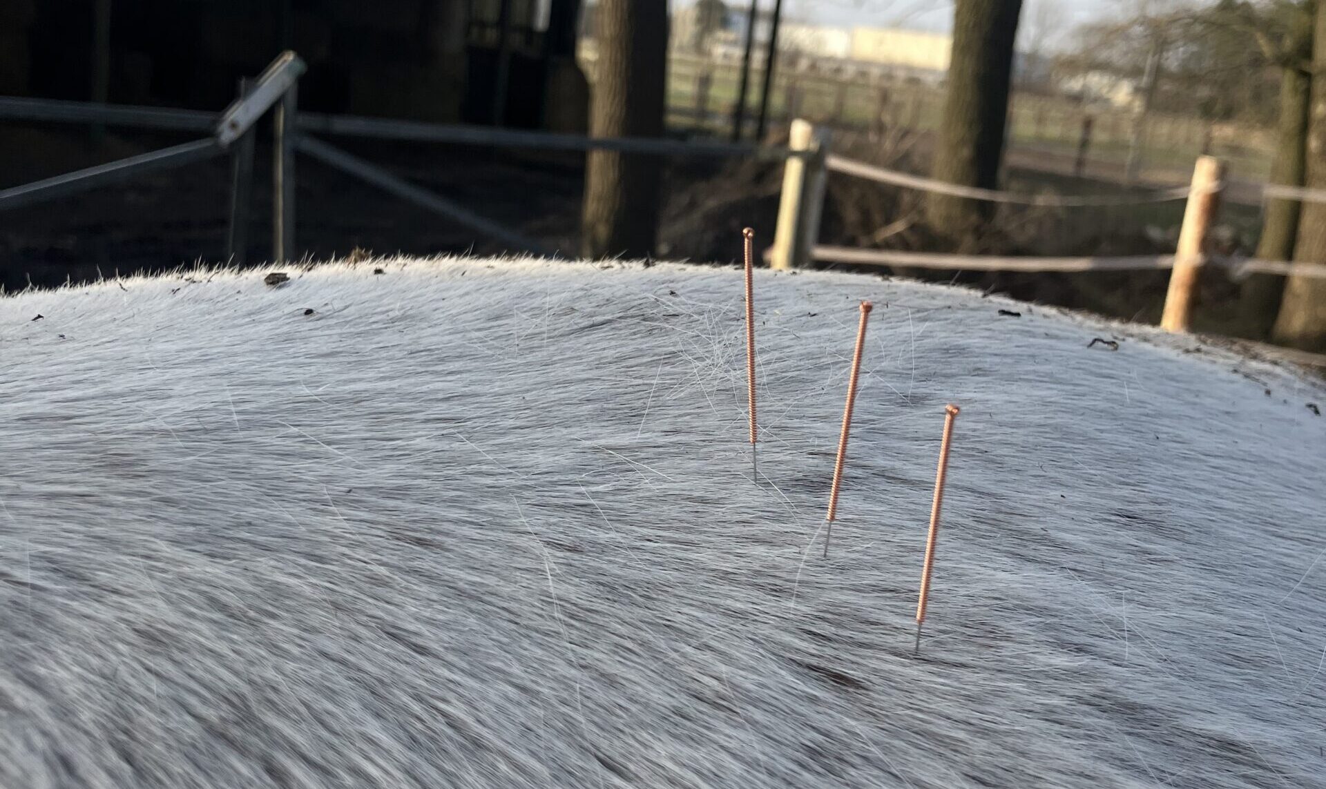 Osteopathie Physiotherapie Dry Needling Pferd