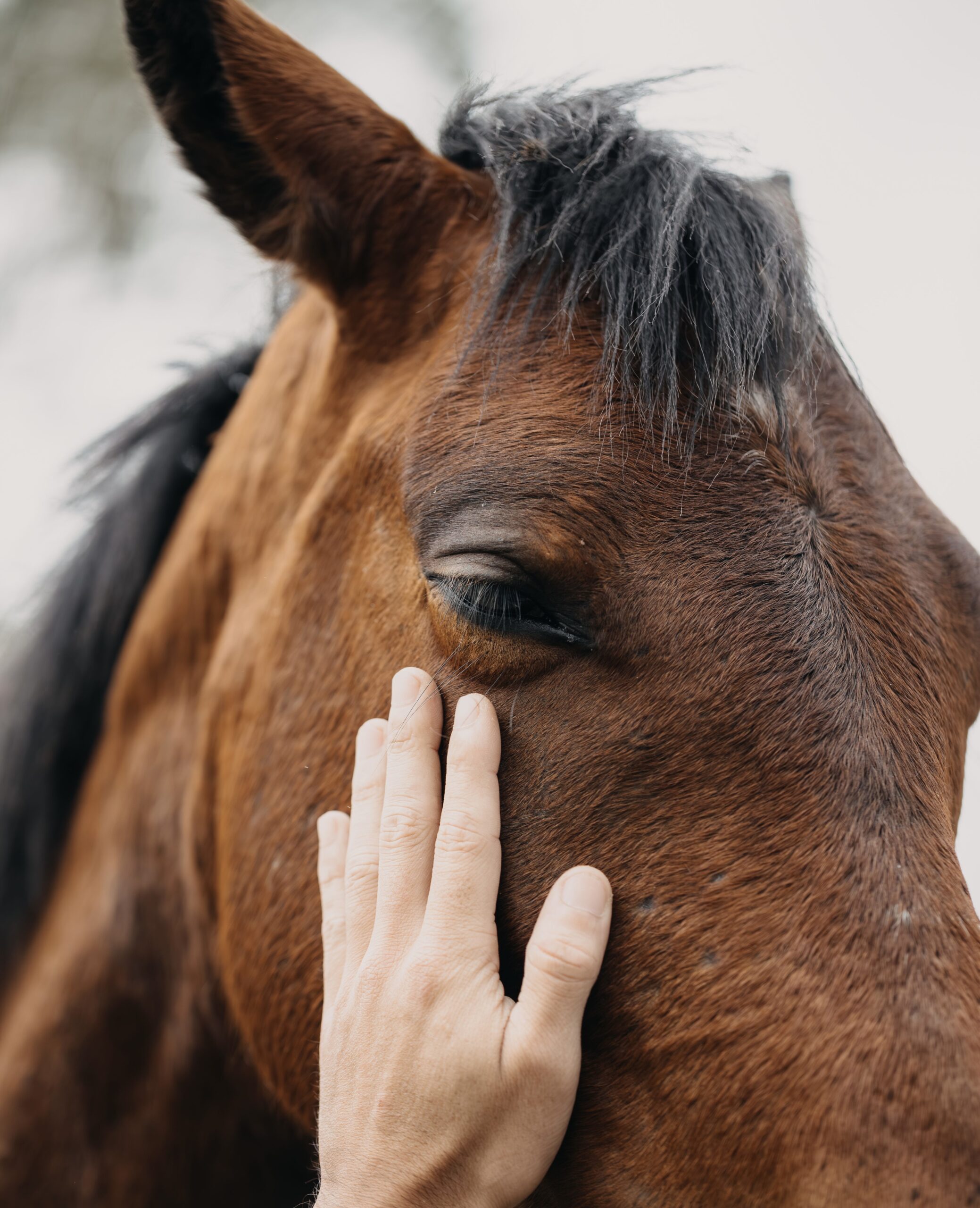 Wochenendkurs Pferdemassage Niedersachsen